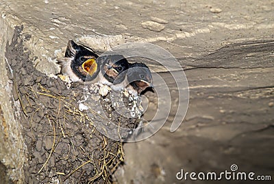 Cave Swallows in nest open mouth waiting for food Stock Photo