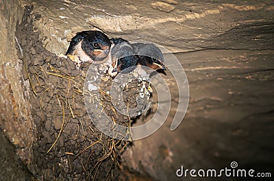 Cave Swallows in nest waiting for food Stock Photo