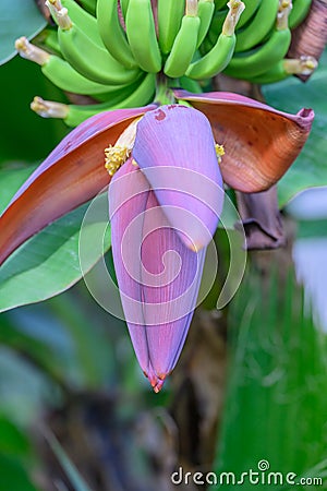 Cavendish banana Musa acuminata flowers and bananas in Hawaii Stock Photo