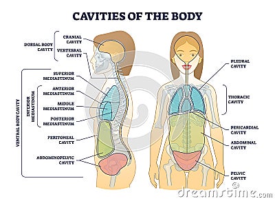 Cavities of body and anatomical compartment medical division outline diagram Vector Illustration