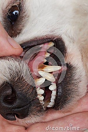 Cavity on dog teeth Stock Photo