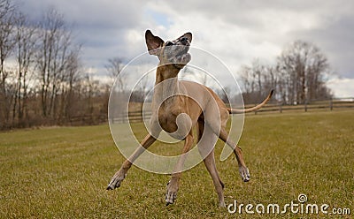 Cavorting great Dane with stormy sky Stock Photo
