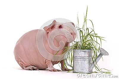 Cavy eating grass Stock Photo