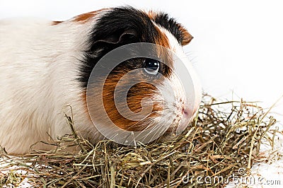 Cavy, guinea pig Stock Photo