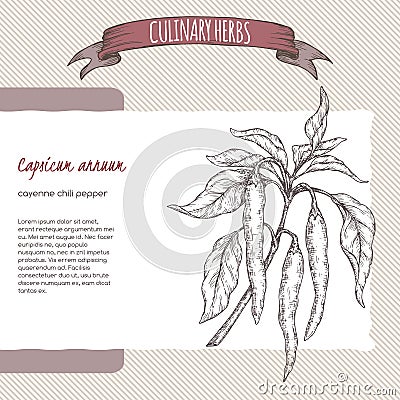 Cayenne pepper aka hot chili, Capsicum annuum hand drawn sketch. Vector Illustration