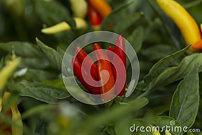 Cayenne pepper (Capsicum annuum L.) and its plant Stock Photo