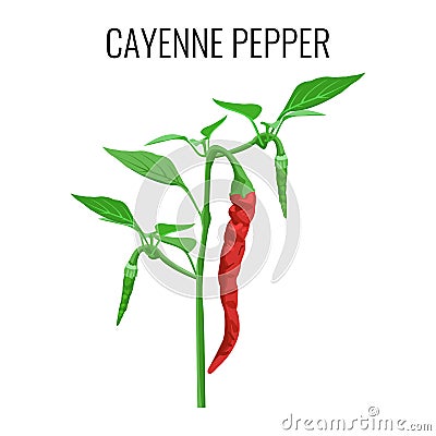 Cayenne pepper pod on green stem with leaves Vector Illustration