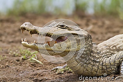 Cayman with butterfly feeding in its mouth Stock Photo