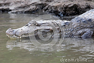 Cayman in Costa Rica. The head of a crocodile (alligator) closeup Stock Photo