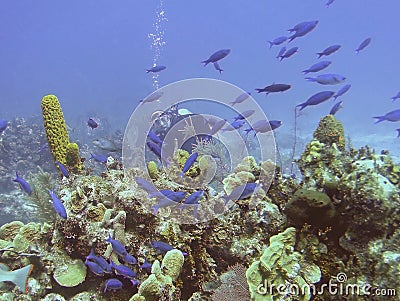 A Scuba Diver Watches Schooling Creole Wrasse Stock Photo