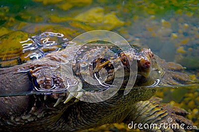 Cayman Turtle Stock Photo