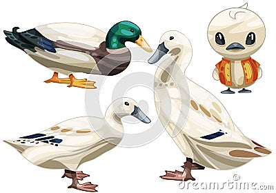 Welsh harlequin duck Vector Illustration