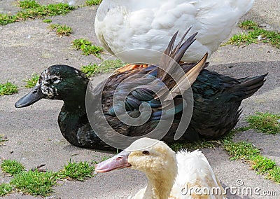 Cayuga duck during moult. Wing feathers ready to fall. Stock Photo