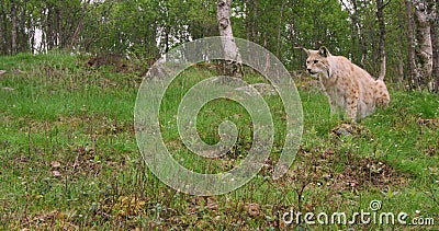 Caza europea del lince en el bosque una tarde del verano Caza europea del lince en el bosque una tarde del verano