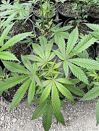 CBD Hemp plant amazing leaves Stock Photo