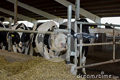 Ccopter is flying on cows stable, . No face. Agricultural new technologies and innovations concept. Stock Photo