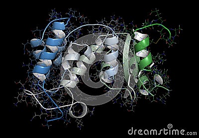 CD38 (ectodomain fragment) enzyme. Target of the monoclonal antibody drug daratumumab, used for the treatment of multiple myeloma Stock Photo