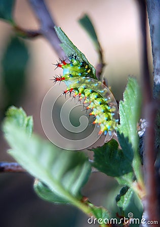 Ceanothus Silkmoth Caterpillar Stock Photo