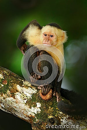 Cebus capucinus in gree tropic vegetation. White-headed Capuchin, black monkey sitting on the tree branch in the dark tropic fores Stock Photo