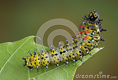 Cecropia caterpillar on leaf Stock Photo