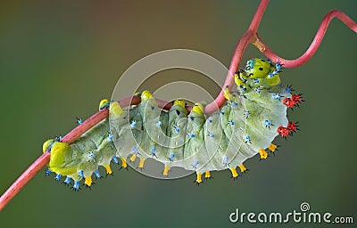 Cecropia caterpillar on vine Stock Photo