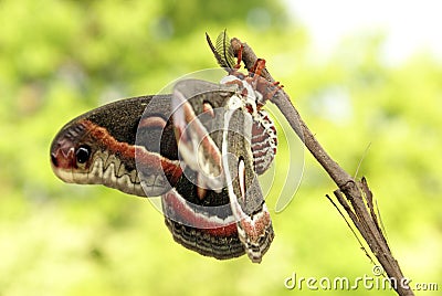 Cecropia Moth Stock Photo