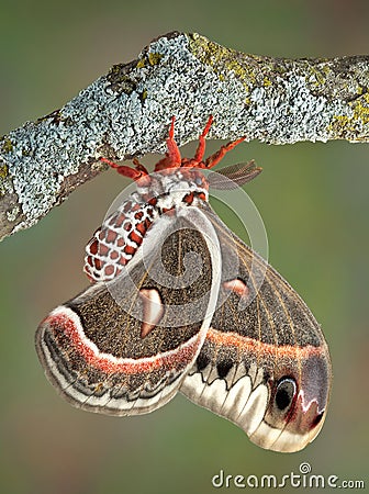 Cecropia moth on branch Stock Photo