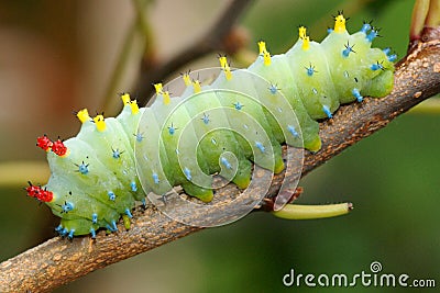Cecropia Moth caterpillar, Hyalophora cecropia Stock Photo