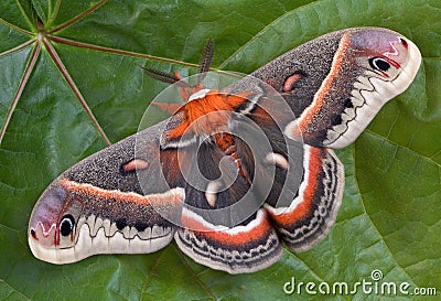 Cecropia moth on maple leaf Stock Photo