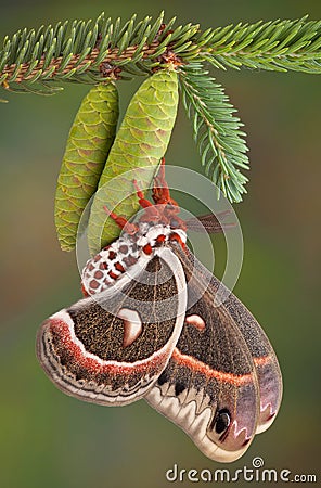 Cecropia moth on pine cone Stock Photo