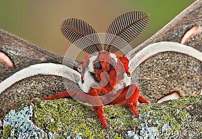 Cecropia moth waving Stock Photo