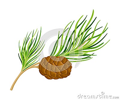 Cedar Branch with Evergreen Needle-like Leaves and Barrel-shaped Brown Seed Cones Vector Illustration Vector Illustration