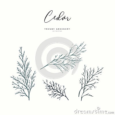 Cedar branch. Hand drawn wedding herb, plant elegant leaves for invitation save the date card design. Botanical rustic Vector Illustration