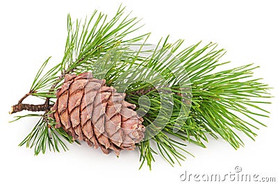 Cedar cone with branch Stock Photo