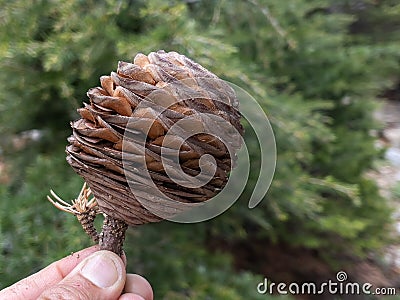 Cedar cone reaching sufficient maturity and seeded state Stock Photo