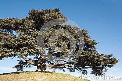 Cedar of Lebanon Stock Photo