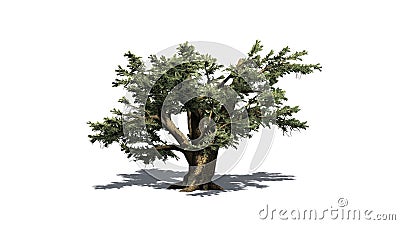 Cedar of Lebanon tree Stock Photo