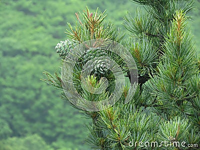 Cedar nut, pine cone green. Pine nut, pine lump, cedar wood. Stock Photo