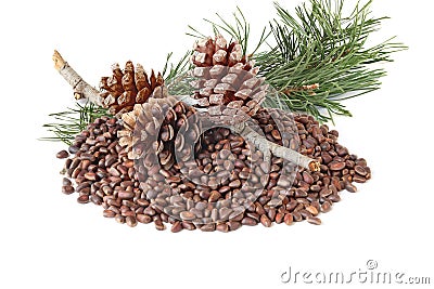 Cedar nuts in the shell, cones uncovered and unopenedwith branch isolated on the white Stock Photo
