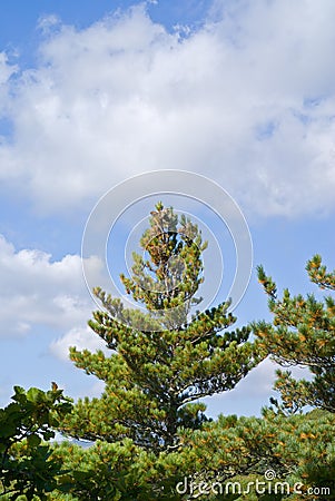 Cedar pine 3 Stock Photo