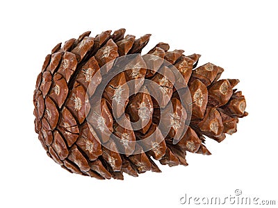 Cedar pine cone isolated Stock Photo