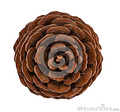 Cedar pine cone isolated Stock Photo
