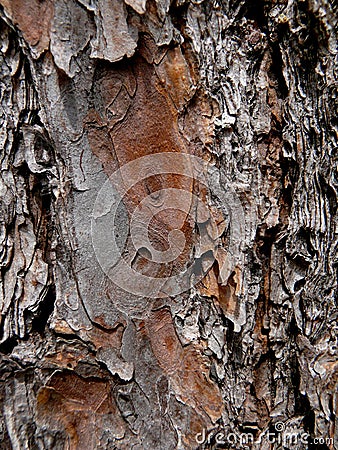 Cedar Pine, Texture of Bark 3 Stock Photo