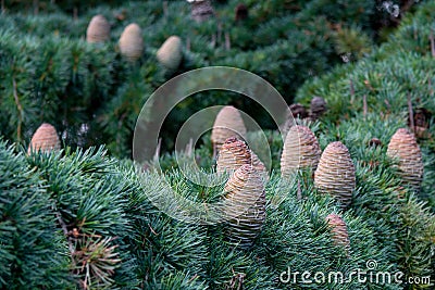 Cedar - pinecone Stock Photo