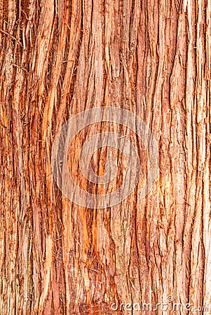 Cedar tree cortex texture. Bark of red cedar tree Stock Photo
