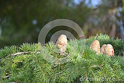 Cedar tree female cones with sap/resin leaking Stock Photo