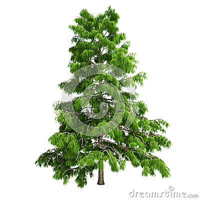 Cedar Tree Isolated Stock Photo