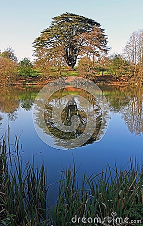 Cedar Tree reflected in lake, Knightly Way. Stock Photo