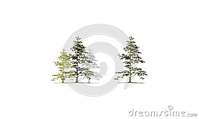 Cedar Tree Template Set Vector Illustration