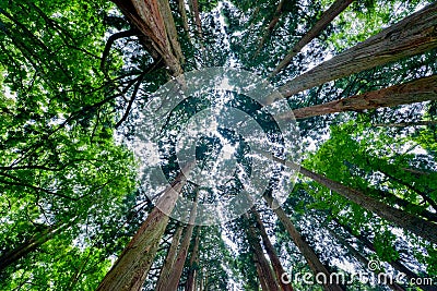 Cedar trees Stock Photo